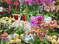 -桂林市花鸟市场
