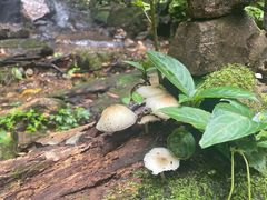 -莫里热带雨林景区