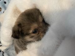 -米苏动物医院·犬猫专科·骨科外科内窥镜