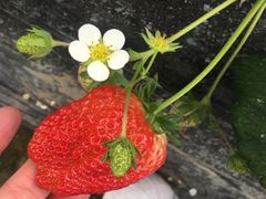 -胜丰草莓采摘园