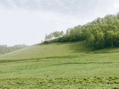 -关山草原