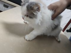 -宠颐生贝利健动物医院(谢家湾分院)