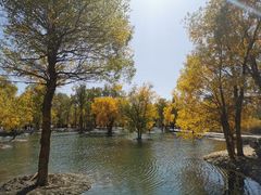 -金塔沙漠胡杨林景区