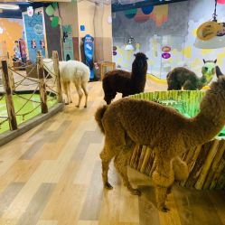 -七巧国萌宠乐园(龙湖天街店)