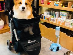 -小尾巴宠物店(万科·金域华庭店)