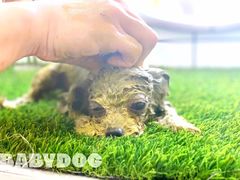 -BABYDOG宝贝狗宠物乐园(欧洲城店)