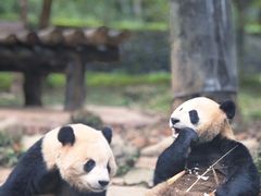 -都江堰中华大熊猫苑