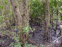 -东寨港红树林旅游区