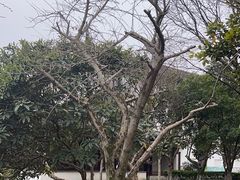 -东山雕花楼