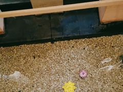 -宝燕海鲜(好爱店)