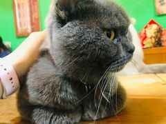 -李小姐の猫咖啡馆(五角场店)