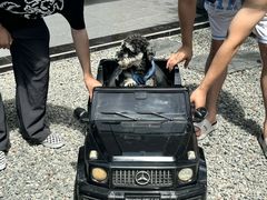 -帕帕拉兹宠物(亚洲旗舰店)