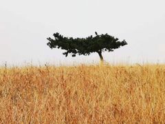 -恋山坝上草原