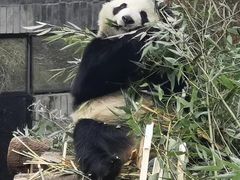 -都江堰中华大熊猫苑