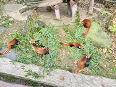 -都江堰中华大熊猫苑