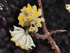 -南通博物苑-崇川人民公园