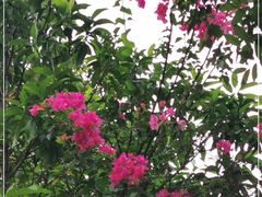 -云溪植物园