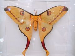 -万达广场(武汉菱角湖店)
