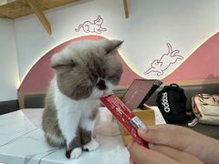 -喵园·猫主题咖啡厅·撸猫·猫咖(国贸店)