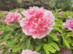 -洛阳市隋唐城遗址植物园