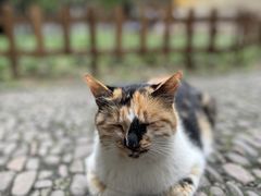 -西园寺