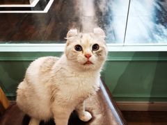 -猫小院猫主题餐厅(三里屯店)