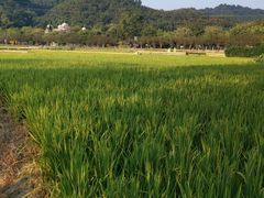 -红山村