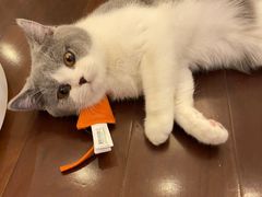 -猫大福·Fortune Cat猫舍(百子湾店)