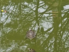 -迎江寺