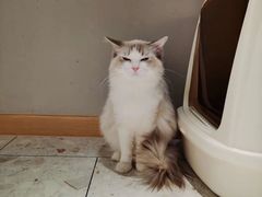 -飞行喵MR PILOT|猫舍·猫咖(静安大融城店)