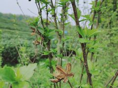 -茅家埠