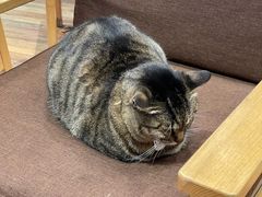 -猫的天空之城概念书店(杭州南宋御街店)