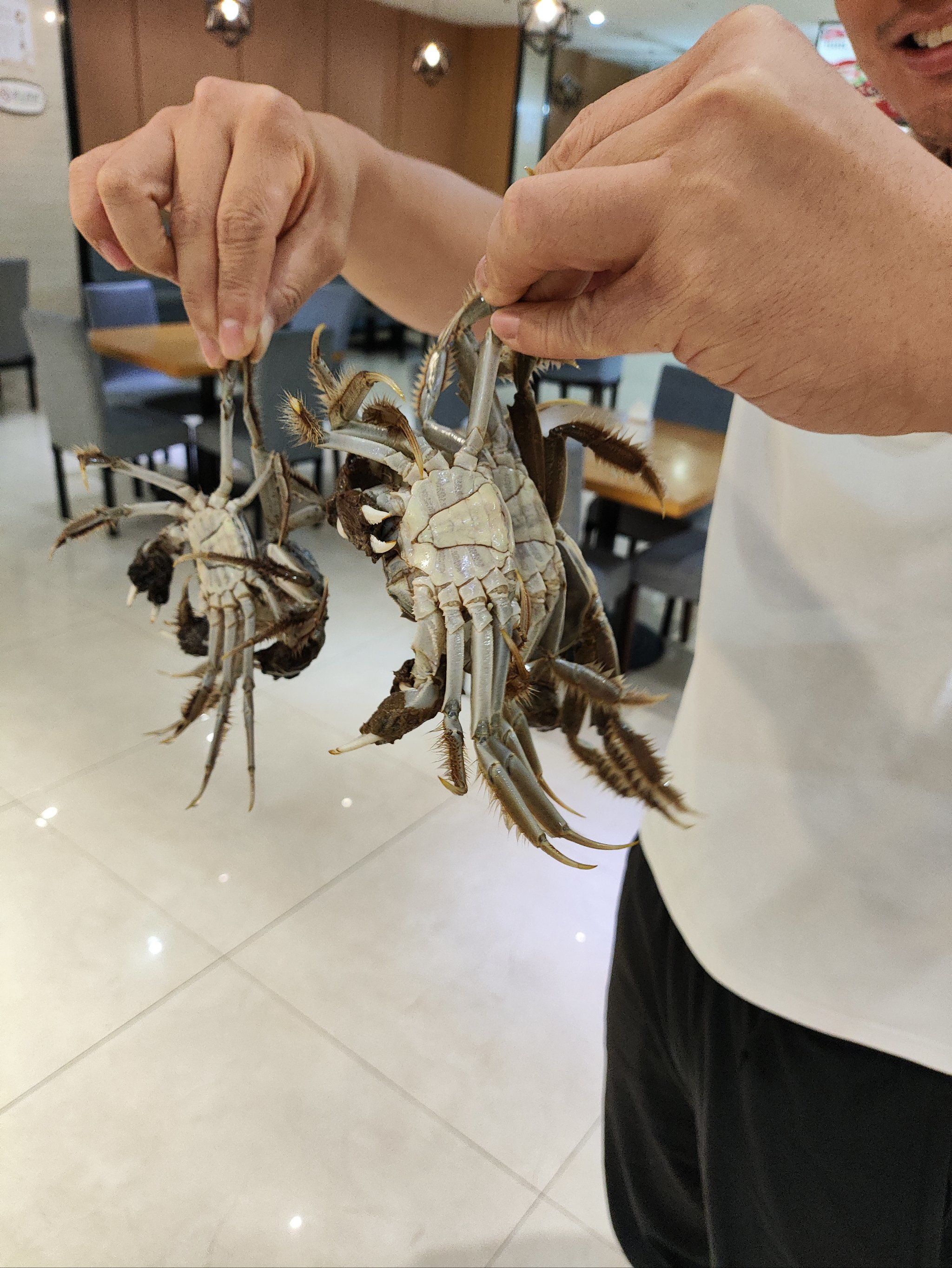 这是什么螃蟹02?钳子带毛