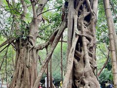 -中国科学院西双版纳热带植物园