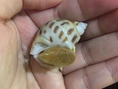 -吉品莞家·鲍鱼鸡煲(东莞店)