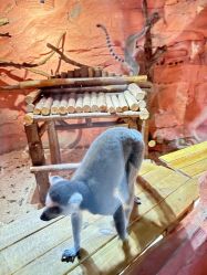 -Zoolung Zoolung动物主题公园(海信广场店)