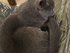 -猫色咖啡·猫咖