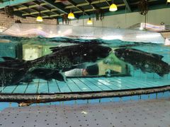 -黄埔华苑酒家(黄埔店)