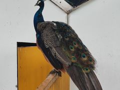 -世界恐龙谷景区