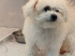 -翊宠yipet猫狗购宠庄园犬舍•猫舍