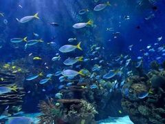 -西海国立公园九十九岛水族馆