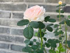 -素慧餐厅(大虹桥店)