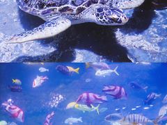 -南昌海洋公园