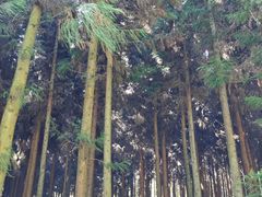 -武陵山森林公园