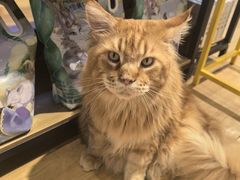 -藏猫猫咖啡主题馆(中央大道店)