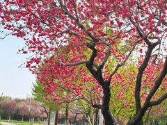 -石家庄市植物园
