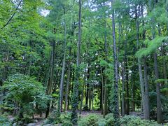 -上海共青森林公园