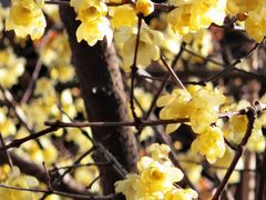-桃花堤公园