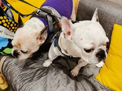 -PETKIT 小佩宠物·低压洗护·美容·寄养(安远店)