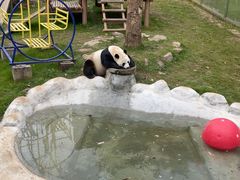 -栾川竹海野生动物园